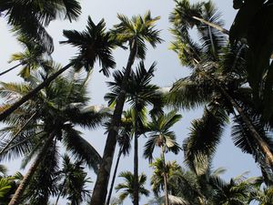 Preview wallpaper palm trees, trees, sky, bottom view