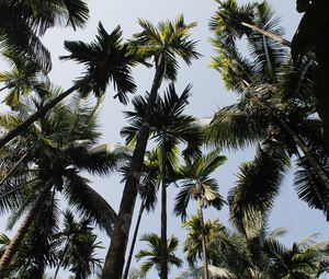 Preview wallpaper palm trees, trees, sky, bottom view