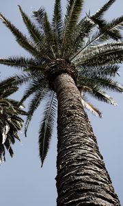 Preview wallpaper palm trees, trees, sky, bottom view, branches