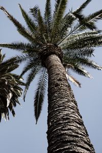 Preview wallpaper palm trees, trees, sky, bottom view, branches