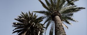 Preview wallpaper palm trees, trees, sky, bottom view, branches