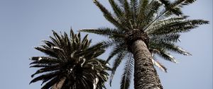 Preview wallpaper palm trees, trees, sky, bottom view, branches