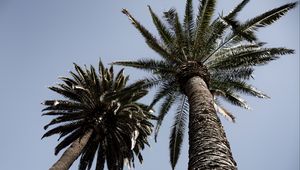 Preview wallpaper palm trees, trees, sky, bottom view, branches