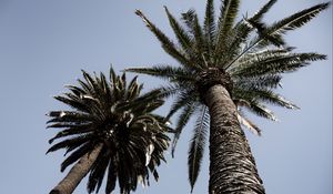 Preview wallpaper palm trees, trees, sky, bottom view, branches