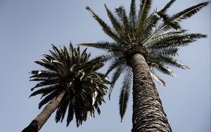 Preview wallpaper palm trees, trees, sky, bottom view, branches