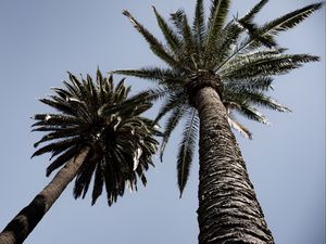 Preview wallpaper palm trees, trees, sky, bottom view, branches