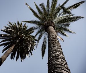 Preview wallpaper palm trees, trees, sky, bottom view, branches