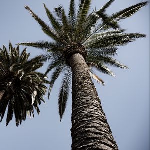 Preview wallpaper palm trees, trees, sky, bottom view, branches