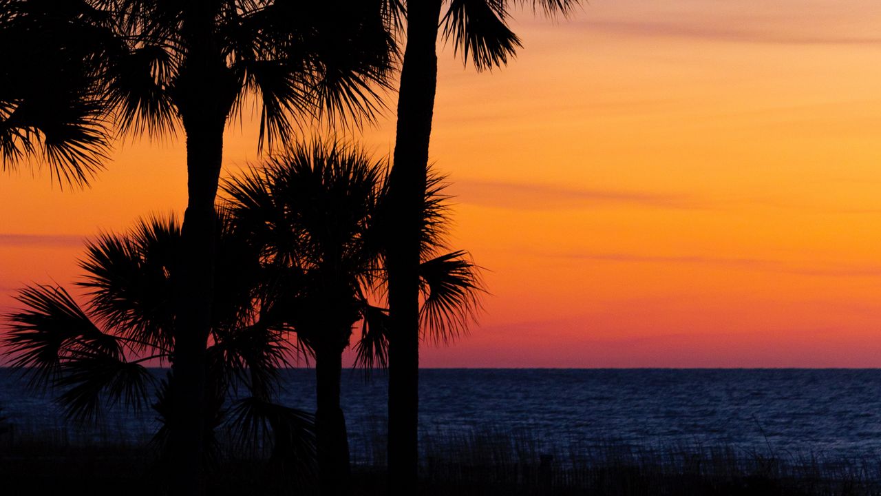 Wallpaper palm trees, trees, sunset, branches, sky, horizon, dark