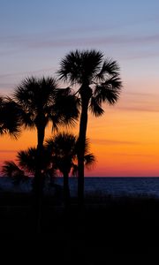 Preview wallpaper palm trees, trees, sunset, branches, sky, horizon, dark