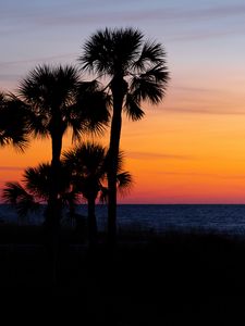 Preview wallpaper palm trees, trees, sunset, branches, sky, horizon, dark