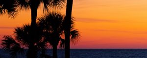 Preview wallpaper palm trees, trees, sunset, branches, sky, horizon, dark