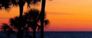 Preview wallpaper palm trees, trees, sunset, branches, sky, horizon, dark