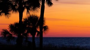 Preview wallpaper palm trees, trees, sunset, branches, sky, horizon, dark