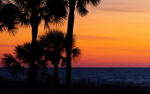 Preview wallpaper palm trees, trees, sunset, branches, sky, horizon, dark