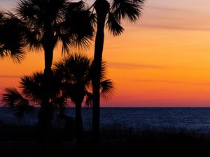 Preview wallpaper palm trees, trees, sunset, branches, sky, horizon, dark