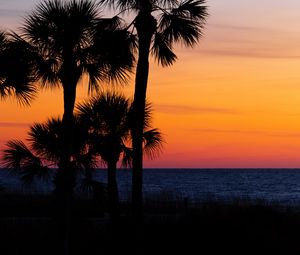 Preview wallpaper palm trees, trees, sunset, branches, sky, horizon, dark