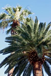 Preview wallpaper palm trees, trees, trunks, branches, leaves, bark