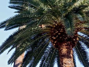 Preview wallpaper palm trees, trees, trunks, branches, leaves, bark