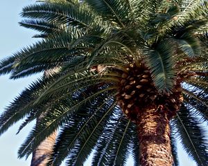 Preview wallpaper palm trees, trees, trunks, branches, leaves, bark
