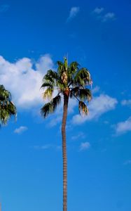 Preview wallpaper palm trees, trees, trunks, sky, clouds, nature