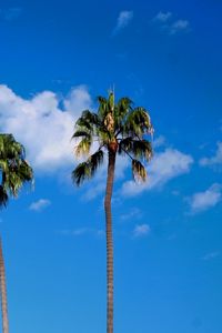 Preview wallpaper palm trees, trees, trunks, sky, clouds, nature