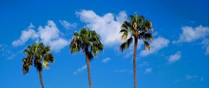 Preview wallpaper palm trees, trees, trunks, sky, clouds, nature