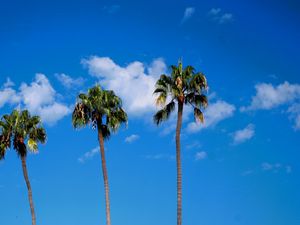 Preview wallpaper palm trees, trees, trunks, sky, clouds, nature