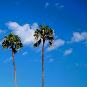 Preview wallpaper palm trees, trees, trunks, sky, clouds, nature