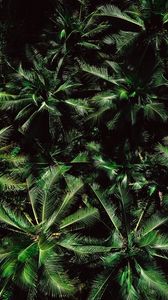 Preview wallpaper palm trees, treetops, aerial view, trees, green