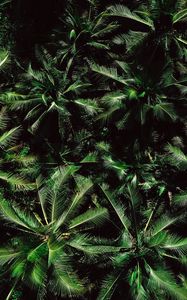 Preview wallpaper palm trees, treetops, aerial view, trees, green