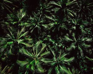 Preview wallpaper palm trees, treetops, aerial view, trees, green