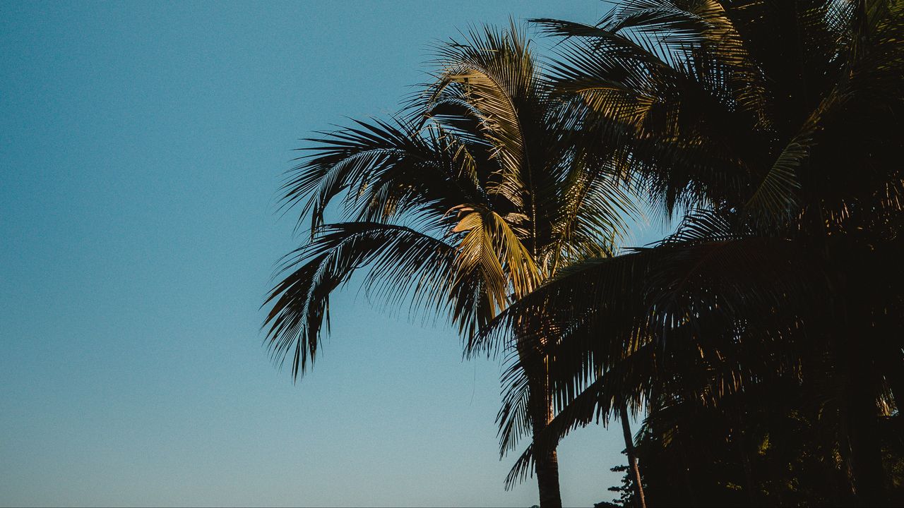 Wallpaper palm trees, treetops, branches, sky, tropics