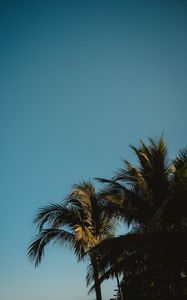 Preview wallpaper palm trees, treetops, branches, sky, tropics