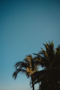 Preview wallpaper palm trees, treetops, branches, sky, tropics