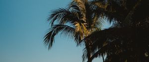 Preview wallpaper palm trees, treetops, branches, sky, tropics