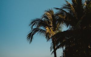 Preview wallpaper palm trees, treetops, branches, sky, tropics