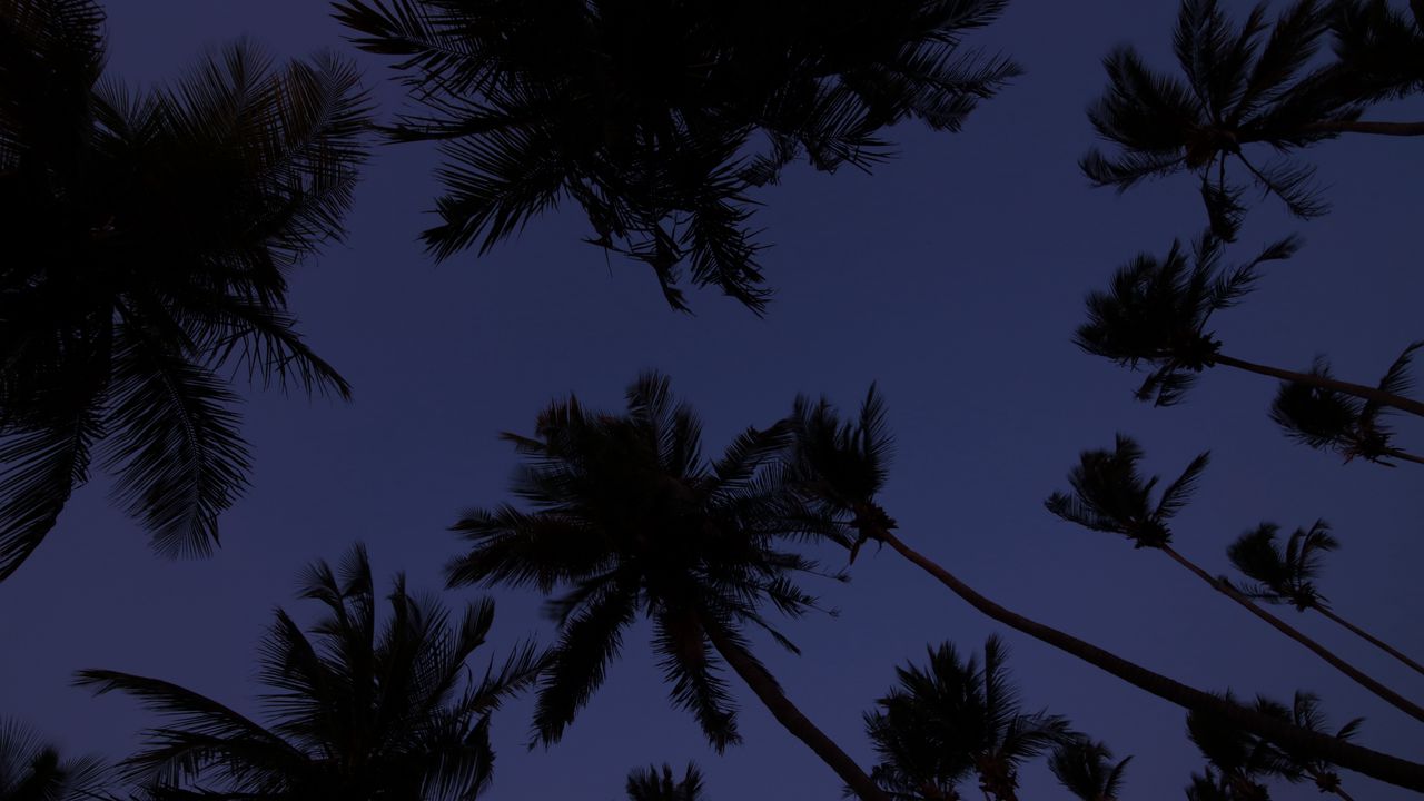 Wallpaper palm trees, treetops, dark, sky, twilight