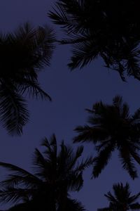 Preview wallpaper palm trees, treetops, dark, sky, twilight