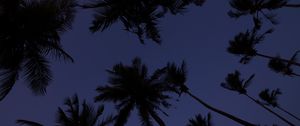 Preview wallpaper palm trees, treetops, dark, sky, twilight