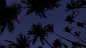 Preview wallpaper palm trees, treetops, dark, sky, twilight