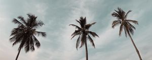 Preview wallpaper palm trees, treetops, sky, crowns, trees