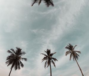 Preview wallpaper palm trees, treetops, sky, crowns, trees