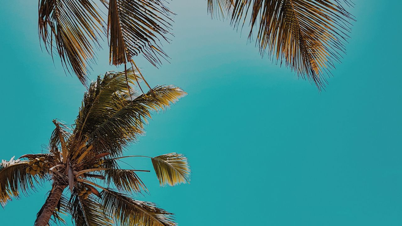 Wallpaper palm trees, treetops, sky, tropics, summer