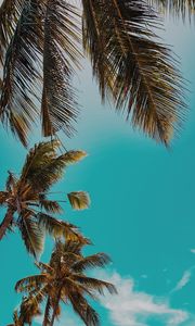 Preview wallpaper palm trees, treetops, sky, tropics, summer