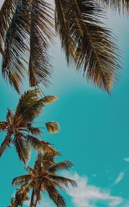 Preview wallpaper palm trees, treetops, sky, tropics, summer