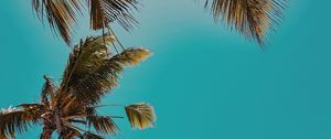 Preview wallpaper palm trees, treetops, sky, tropics, summer