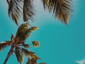 Preview wallpaper palm trees, treetops, sky, tropics, summer