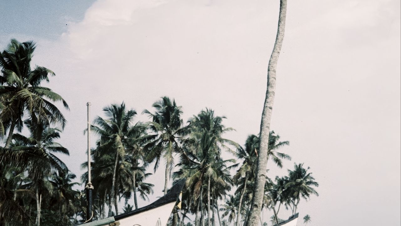 Wallpaper palm trees, tropics, boats, sea