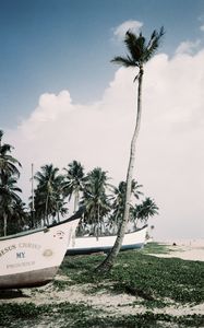 Preview wallpaper palm trees, tropics, boats, sea